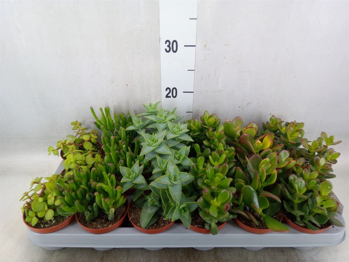 <h4>Crassula   ...mix</h4>