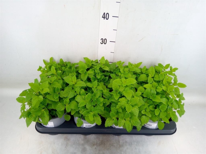 <h4>Melissa officinalis</h4>