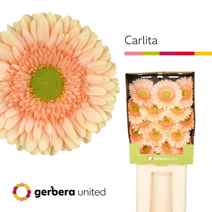 <h4>Gerbera Carlita Diamond</h4>