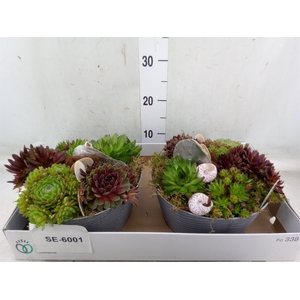 Arr.  Sempervivum L%