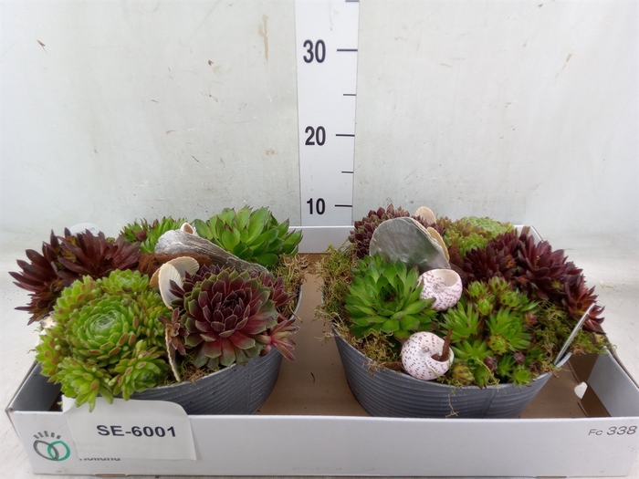 <h4>Arr.  Sempervivum L%</h4>