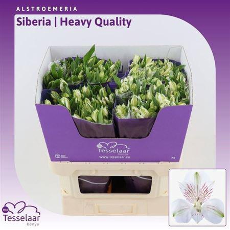 <h4>Alstr Siberia</h4>