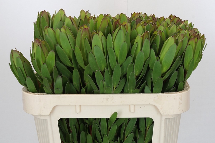 <h4>Leucadendron Goldstrike</h4>