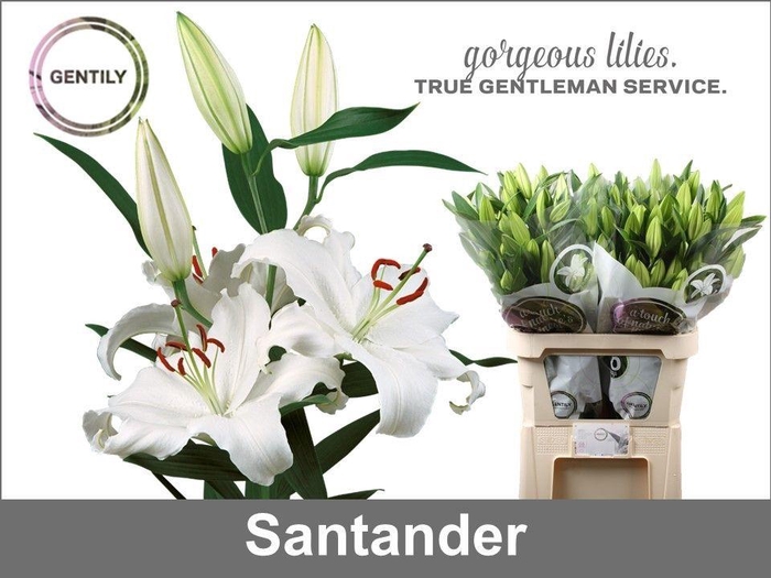 <h4>Li Or Santander 5+</h4>