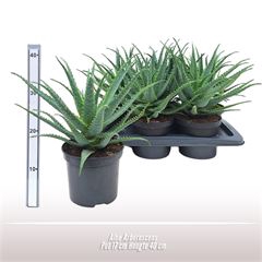 <h4>Aloe arborescens</h4>