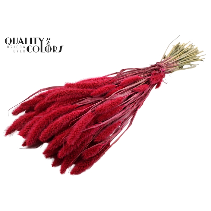 <h4>Setaria per bunch Cerise</h4>