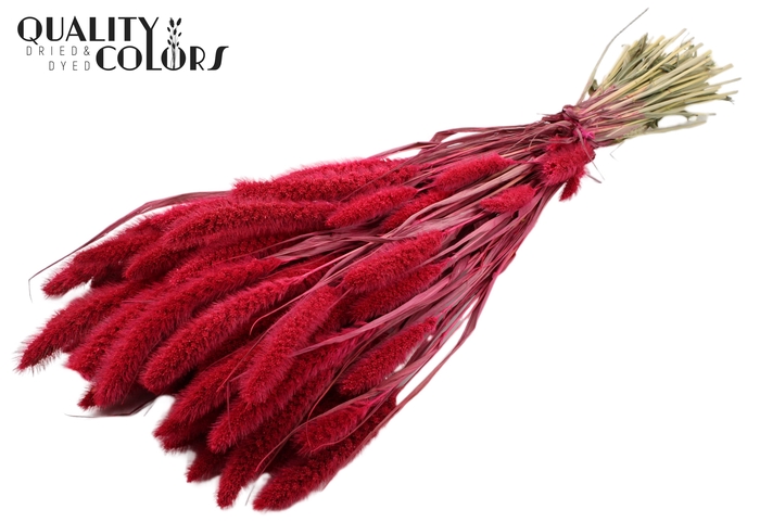 <h4>Setaria per bunch Cerise</h4>
