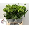ECHI GREEN OMBRE