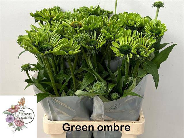 <h4>ECHI GREEN OMBRE</h4>