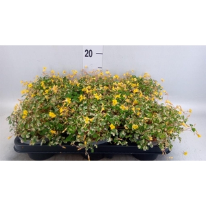 Oxalis   ...
