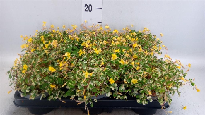 <h4>Oxalis   ...</h4>