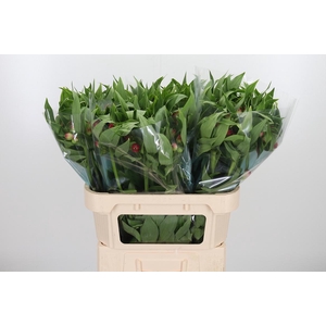 Alstroemeria Rome 100 Gram