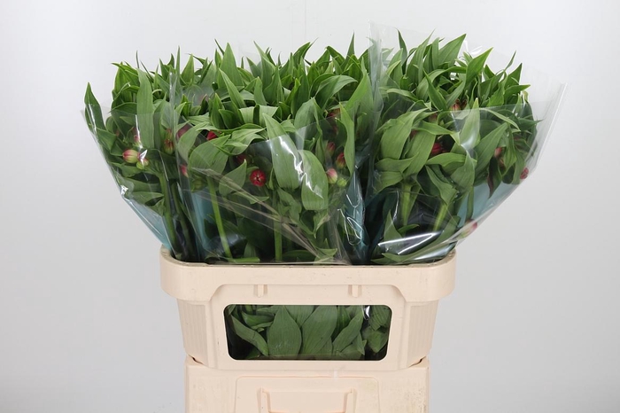 <h4>Alstroemeria Rome 100 Gram</h4>