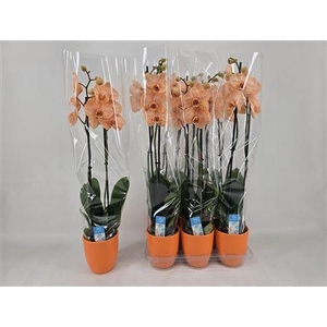 Phal **paint** Oranje 2 Branches 16+ Keramiek