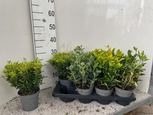 <h4>EUONYMUS JAP GEM</h4>