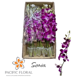 Dendrobium Ov Sonia Pacific