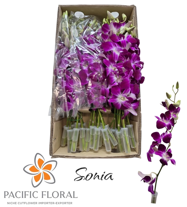 <h4>Dendrobium Ov Sonia Pacific</h4>