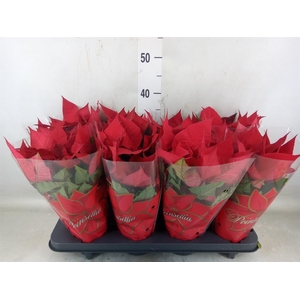 Euphorbia pulc. 'Mars'