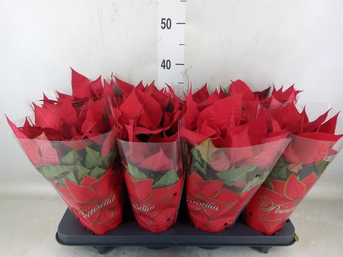 <h4>Euphorbia pulc. 'Mars'</h4>