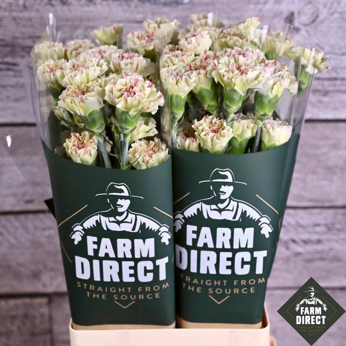 <h4>DI ST MOCHI</h4>