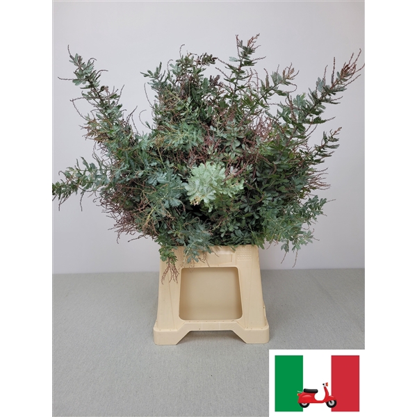 <h4>ACACIA BAILEYANA PB</h4>