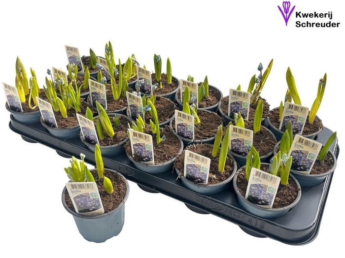 <h4>SCILLA SIBERICA</h4>