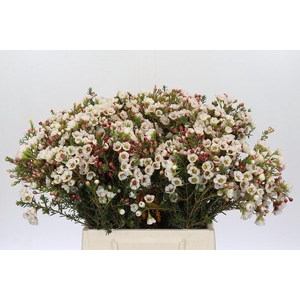 Chamelaucium Moonlight Delight