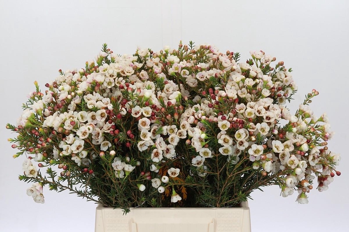 <h4>Chamelaucium Moonlight Delight</h4>