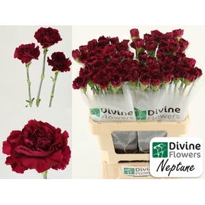 Dianthus ST 'Neptune'