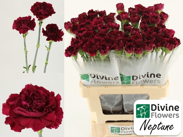 <h4>Dianthus ST 'Neptune'</h4>