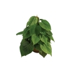 PHILODENDRON SCANDENS C21