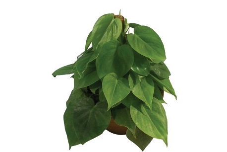 PHILODENDRON SCANDENS C21