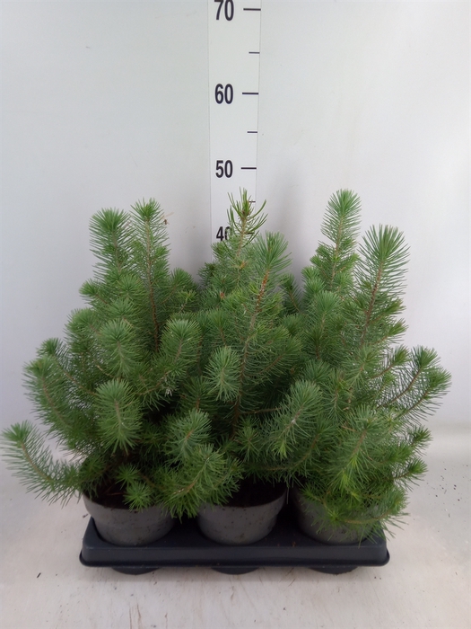 <h4>Pinus pinea 'Silver Crest'</h4>