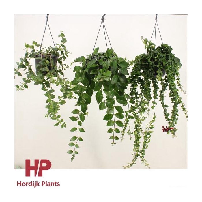 <h4>Aeschynanthus Mix (krul en plat).</h4>
