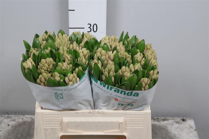 <h4>Hyac Pink Elephant</h4>