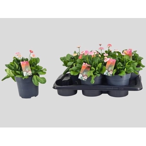 BELLIS TASSO STR+CRE