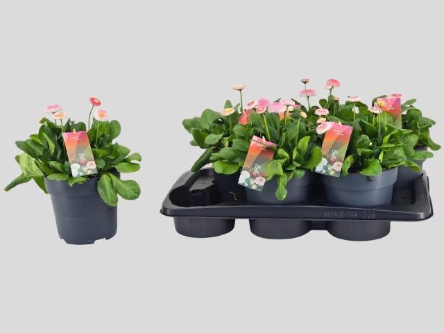 <h4>BELLIS TASSO STR+CRE</h4>