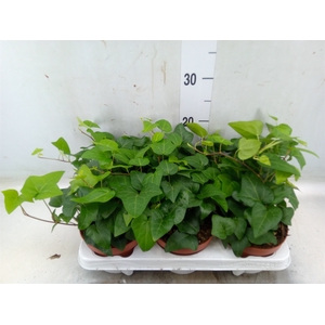Hedera helix 'Mein Herz'