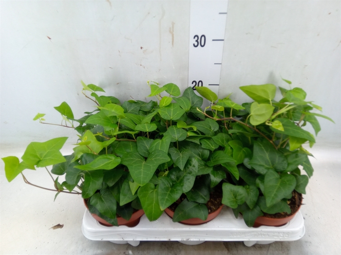 <h4>Hedera helix 'Mein Herz'</h4>