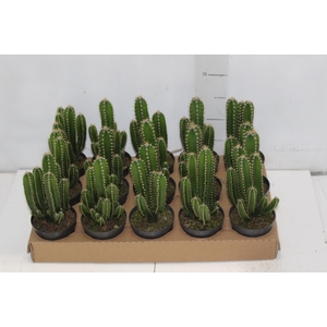 CACTUS ACANTHOCEREUS TETRAGONUS P09