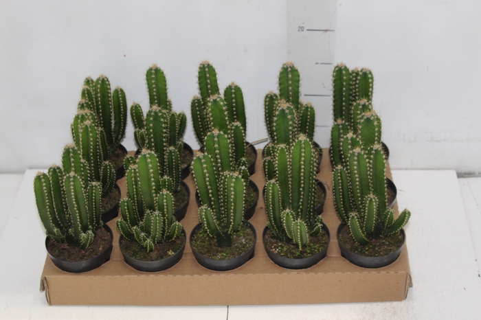 <h4>CACTUS ACANTHOCEREUS TETRAGONUS P09</h4>