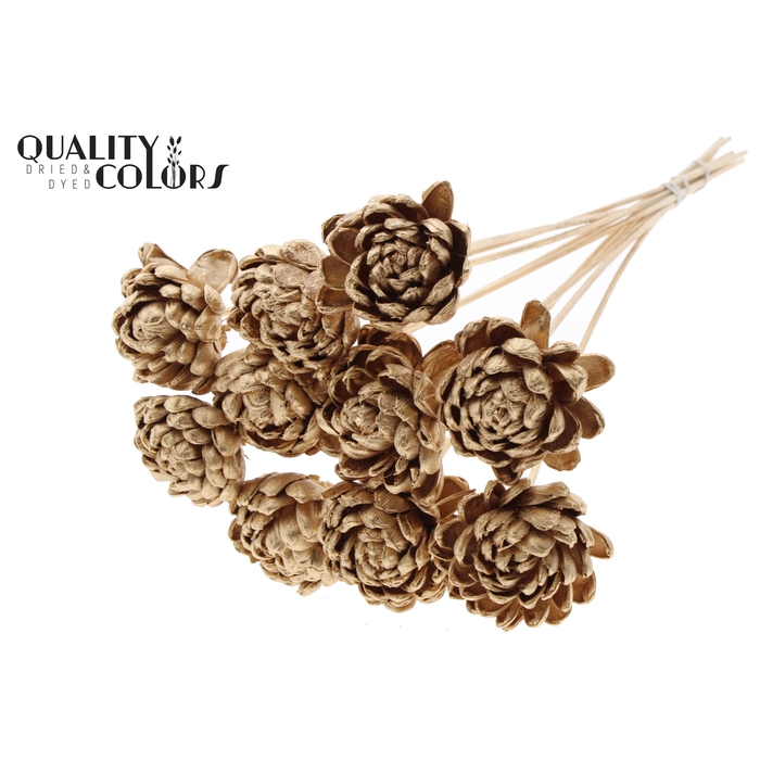 <h4>Shola New Beauty Rose Ø8cm on stem Antique Gold</h4>