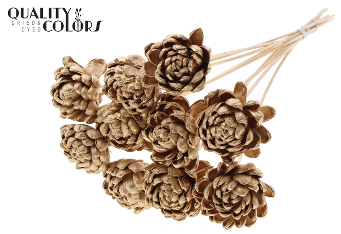 Shola New Beauty Rose Ø8cm on stem Antique Gold