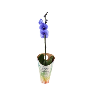 Enjoy Potcover Phal I Am Purple 1T9+