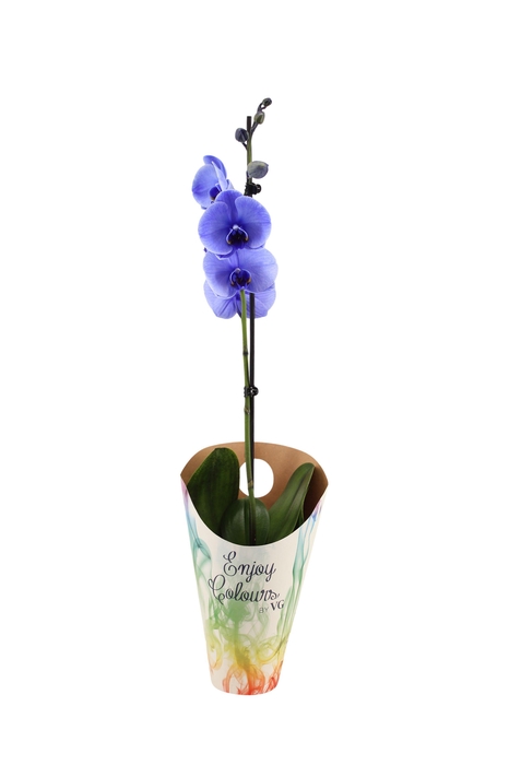 <h4>Enjoy Potcover Phal I Am Purple 1T9+</h4>