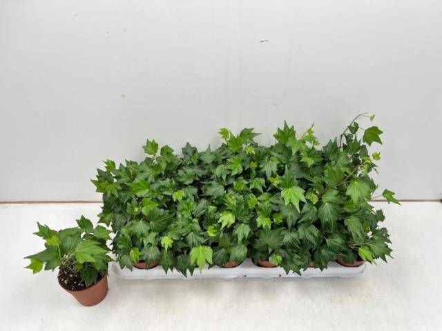 <h4>HED HE GREEN RIPPLE</h4>