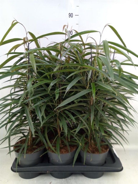 <h4>Ficus binn. 'Alii'</h4>