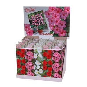 Dipladenia mix