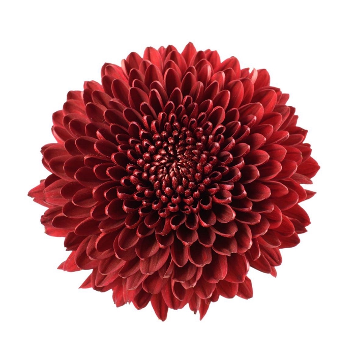 <h4>Chrys Vanya Red</h4>