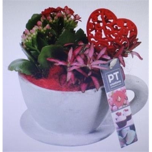 2284 ROOD KOP/SCHOTEL